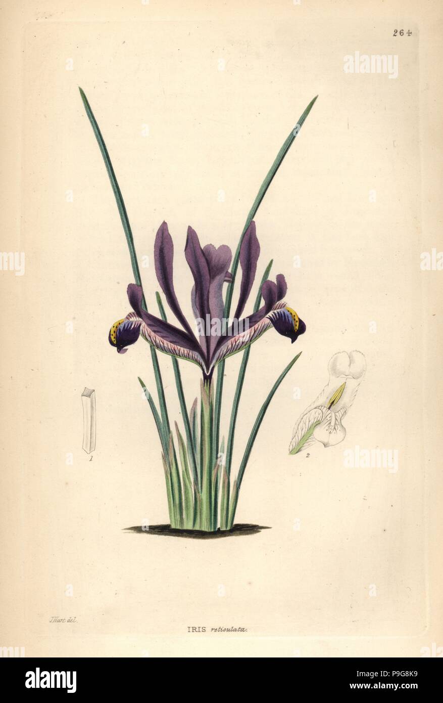 Compensate, iris Iris reticulata (fiore reticolare de luce). Handcolored incisione su rame dopo J. Hart da John Lindley e Robert dolce ornamentali del Giardino di fiori e di arbusti, G. Willis, Londra, 1854. Foto Stock