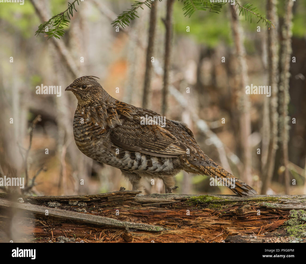 Ruffed Grouse (Bonasa umbellus), ronzio, e NA, da Bruce Montagne/Dembinsky Foto Assoc Foto Stock