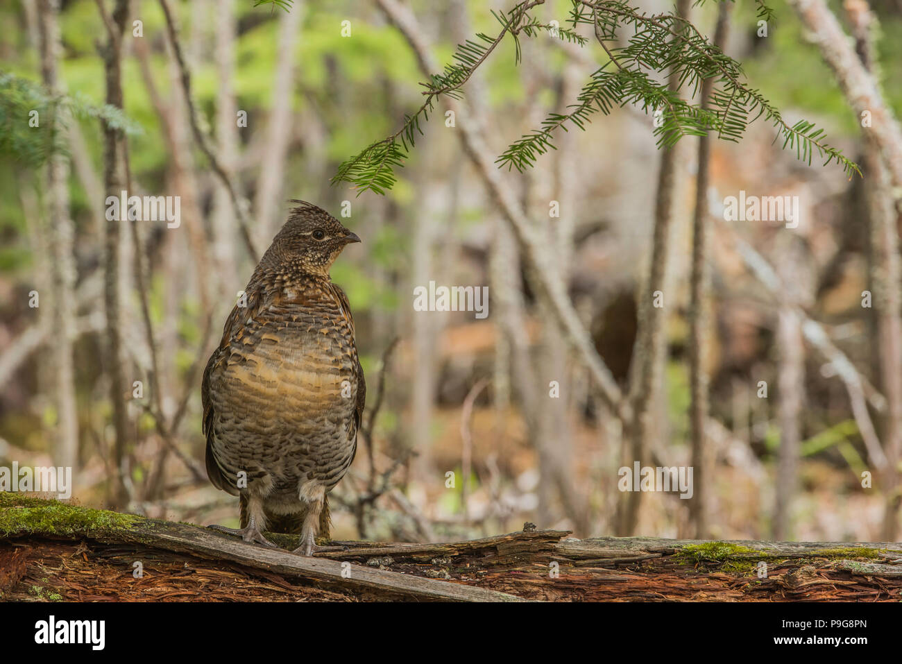 Ruffed Grouse (Bonasa umbellus), ronzio, e NA, da Bruce Montagne/Dembinsky Foto Assoc Foto Stock