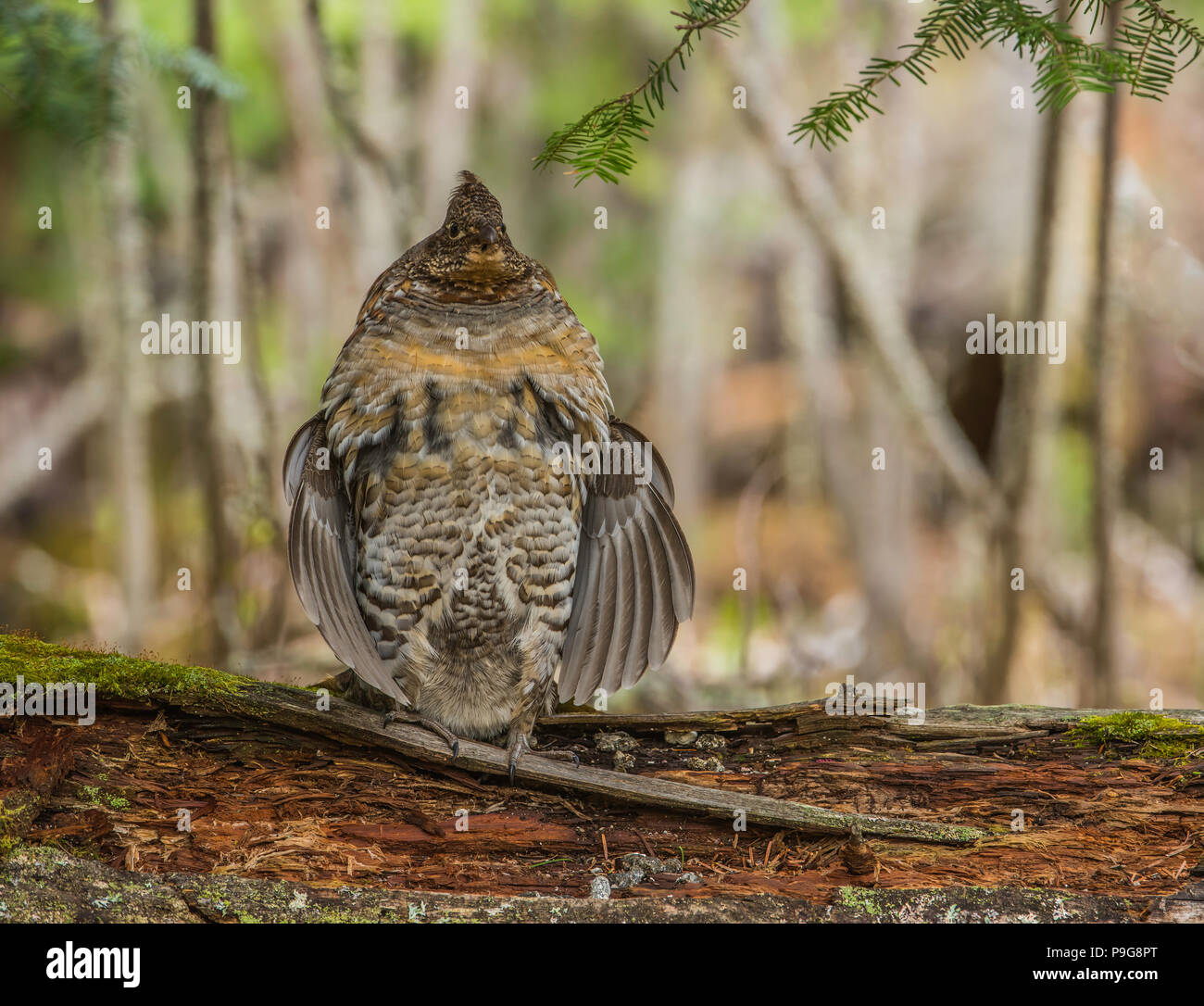 Ruffed Grouse (Bonasa umbellus), ronzio, e NA, da Bruce Montagne/Dembinsky Foto Assoc Foto Stock
