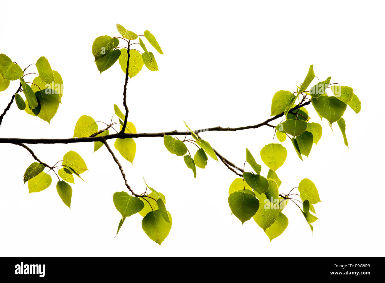 Vacilla Aspen foglie (Populus tremuloides), nuove foglie, Nord America, da Bruce Montagne/Dembinsky Foto Assoc Foto Stock