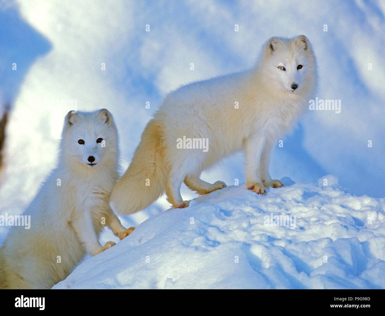 Coppia di volpi artiche ( Vulpes lagopus ) in piedi insieme su una collina innevata, allerta Foto Stock