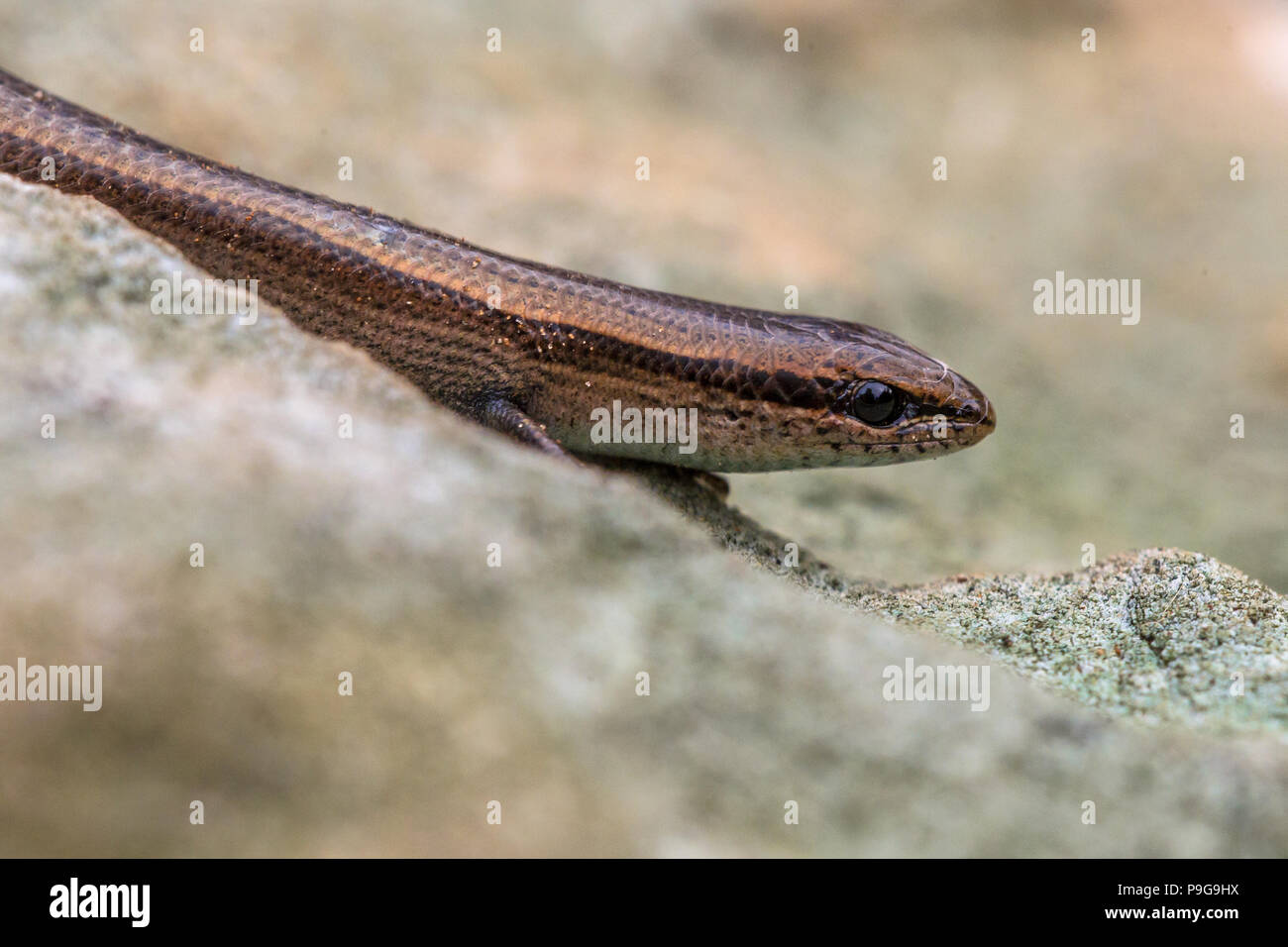 Unione di rame (skink Ablepharus kitaibelii) sulla metropolitana rocciose Foto Stock