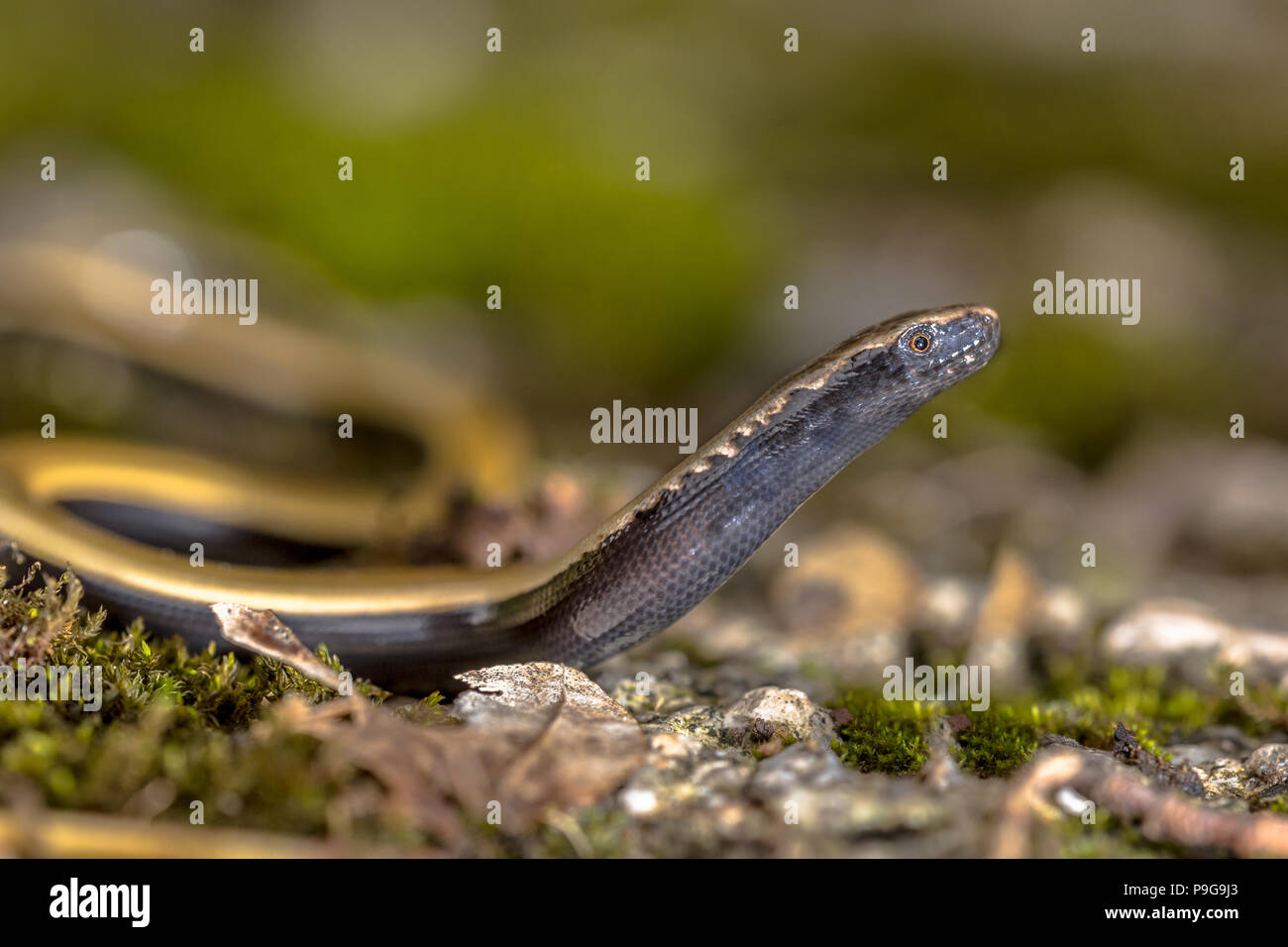 Peloponneso slowworm (Anguis cephalonnica) lucertola endemica alla parte meridionale della Grecia. Testa cercando con distinte lobbed marrone colore linea nel collo. Foto Stock