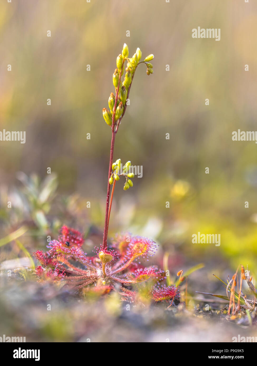 Round-lasciava sundew (drosera rotundifolia) che fiorisce con fiori in duna vegetazione habitat Foto Stock