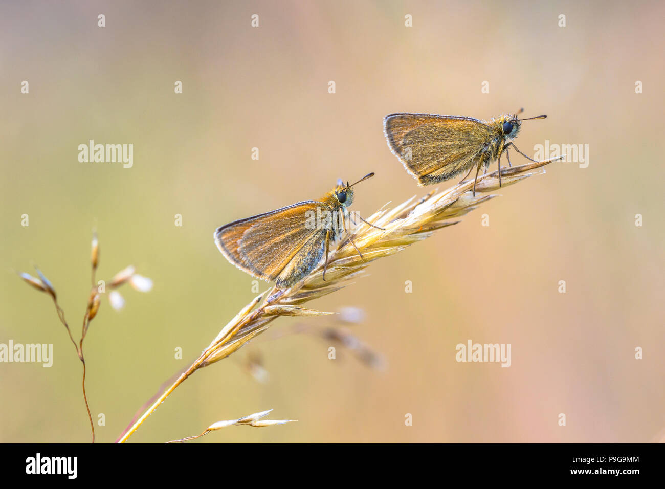 Paio di Essex skipper (Thymelicus lineola) appollaiato sulla paglia. Questa è una farfalla in famiglia Hesperiidae. Essa si verifica in tutto il territorio dell'paleartiche Foto Stock