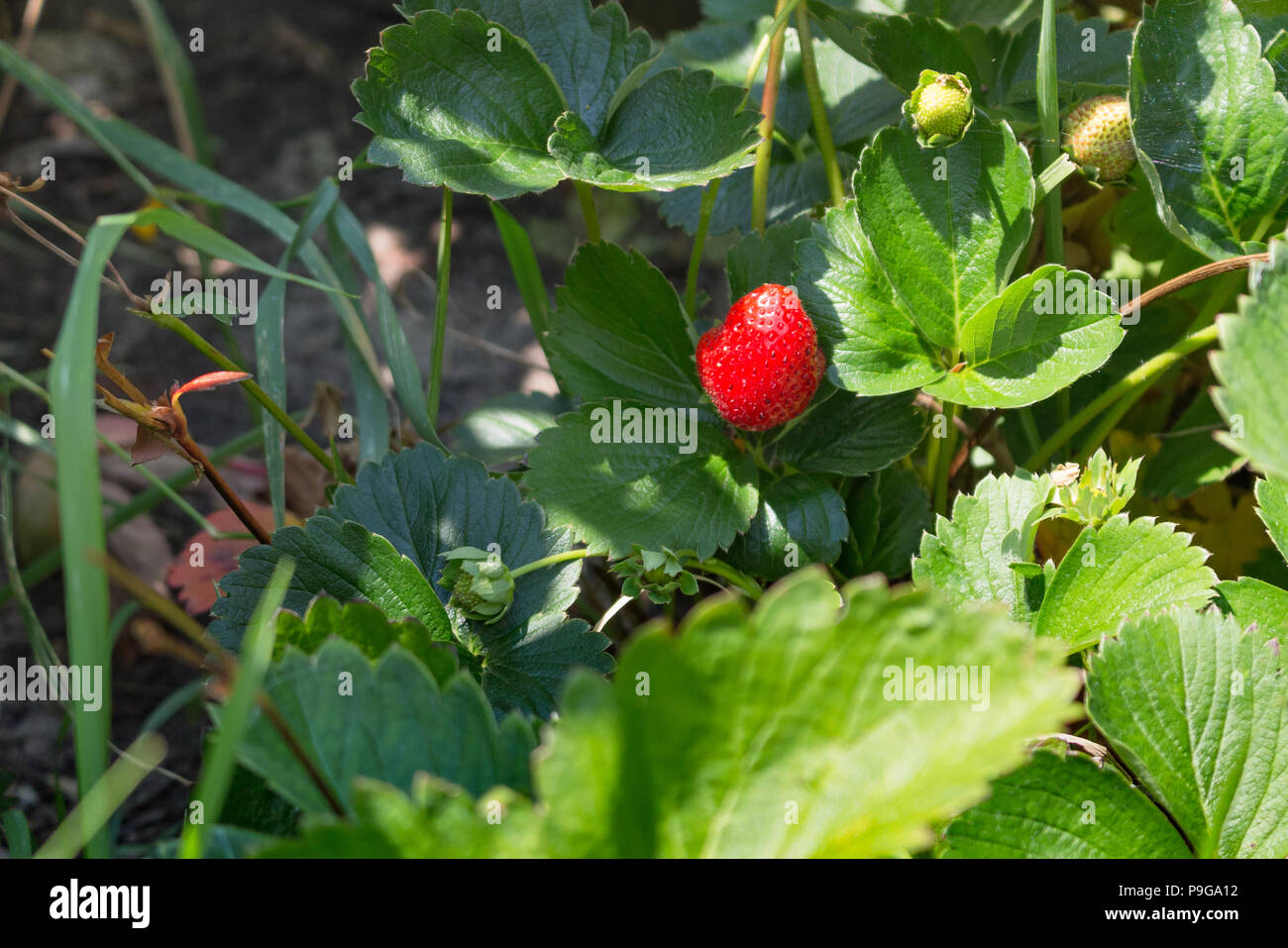 Un succulento, succose fragole nel giardino basked da il sole del mattino. Foto Stock