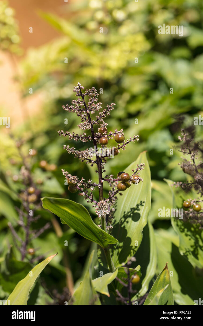 Falso di Salomone sigillo, Vipprams (Maianthemum racemosum) Foto Stock