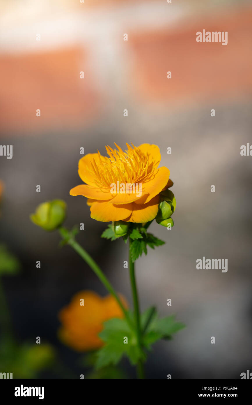 Siberiano, globeflower Kronsmörboll (Trollius ircuticus) Foto Stock