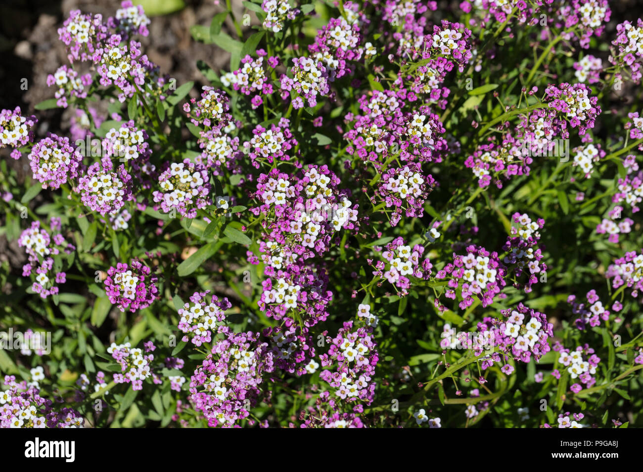 'Rosea O'Day' Sweet alyssum, Strandkrassing (Lobularia maritima) Foto Stock
