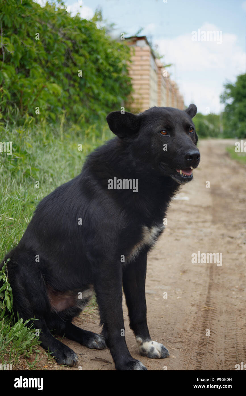 Funny big black mongrel cani con orecchie a sventola seduti sulla strada Foto Stock