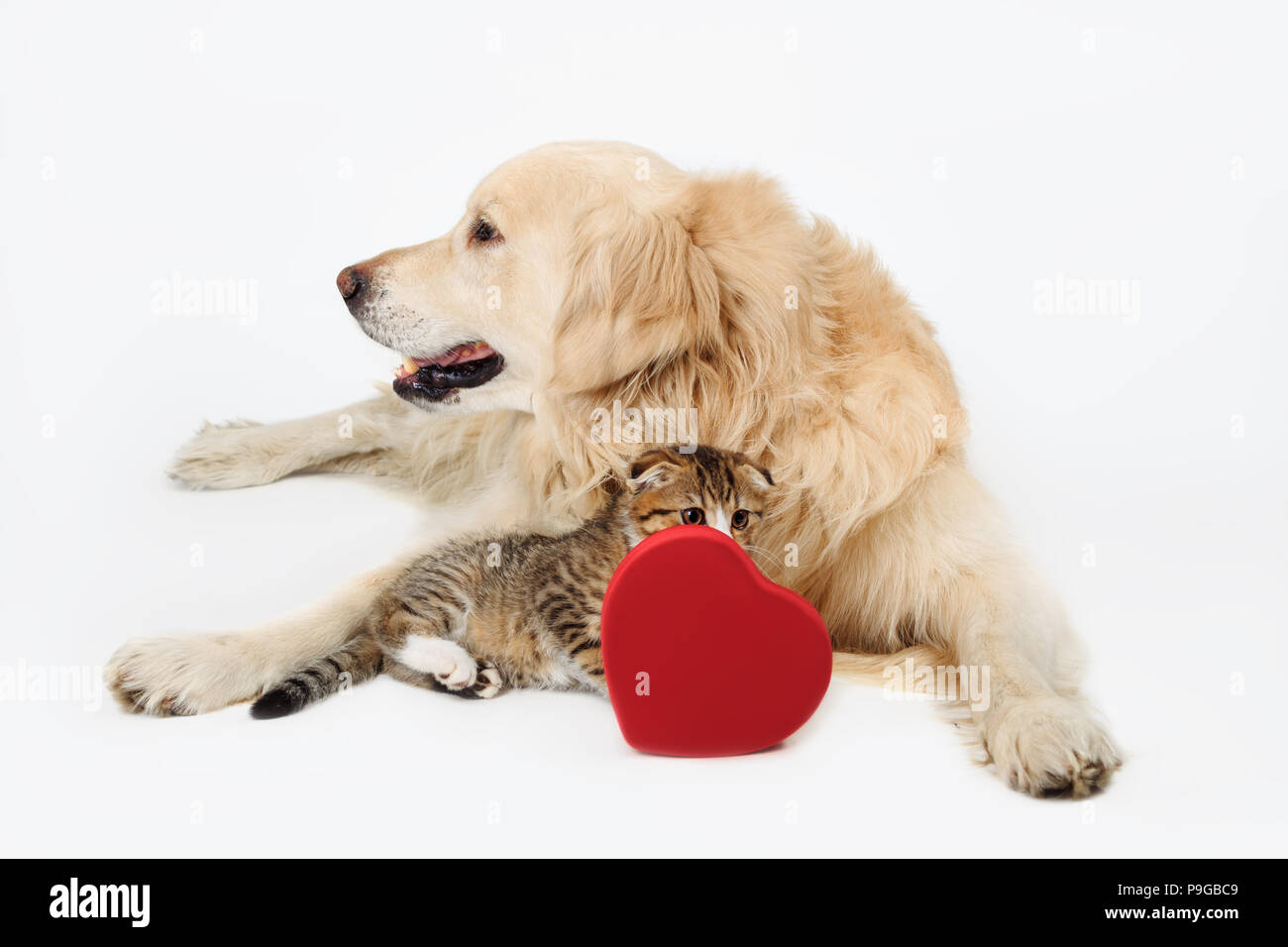 Bel cane Golden Retriever e carino piccolo Scottish Fold gattino con forma di cuore la casella recante su sfondo bianco. Il giorno di San Valentino, amore, romanticismo, Foto Stock