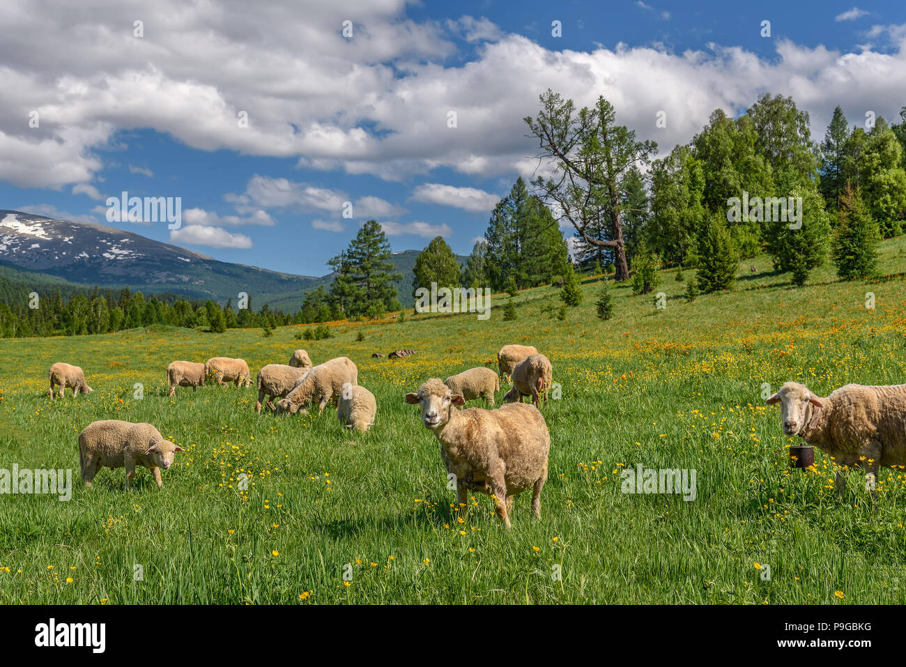 Carino di pecore pascolano su un verde prato con giallo e arancio fiori contro lo sfondo delle montagne, cielo blu e nuvole Foto Stock