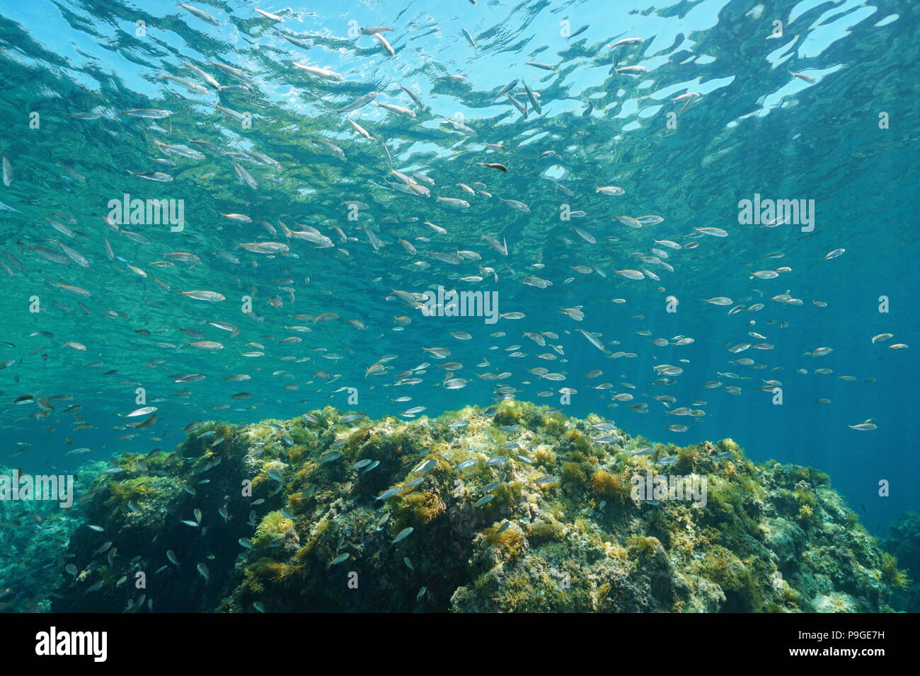 Una scuola di boga pesce (Boops boops) sott'acqua nel mare Mediterraneo, Cabo de Gata-Níjar parco naturale, Almeria, Andalusia, Spagna Foto Stock