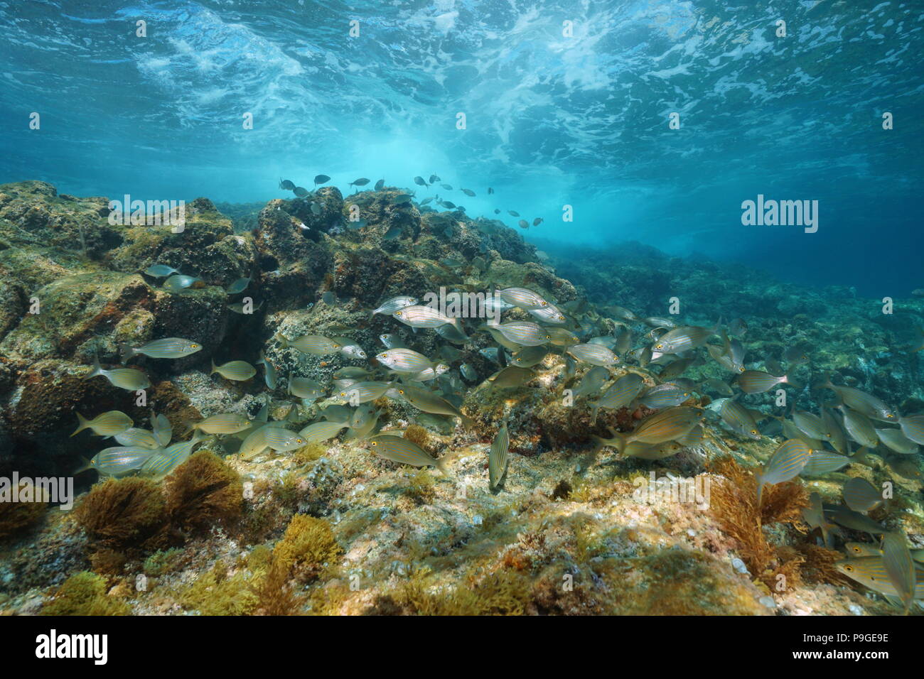 Una secca di pesci (Sarpa salpa) sott'acqua con onde che si infrangono sulla roccia in background, mare Mediterraneo, La Isleta del Moro, Cabo de Gata Almeria, Spagna Foto Stock