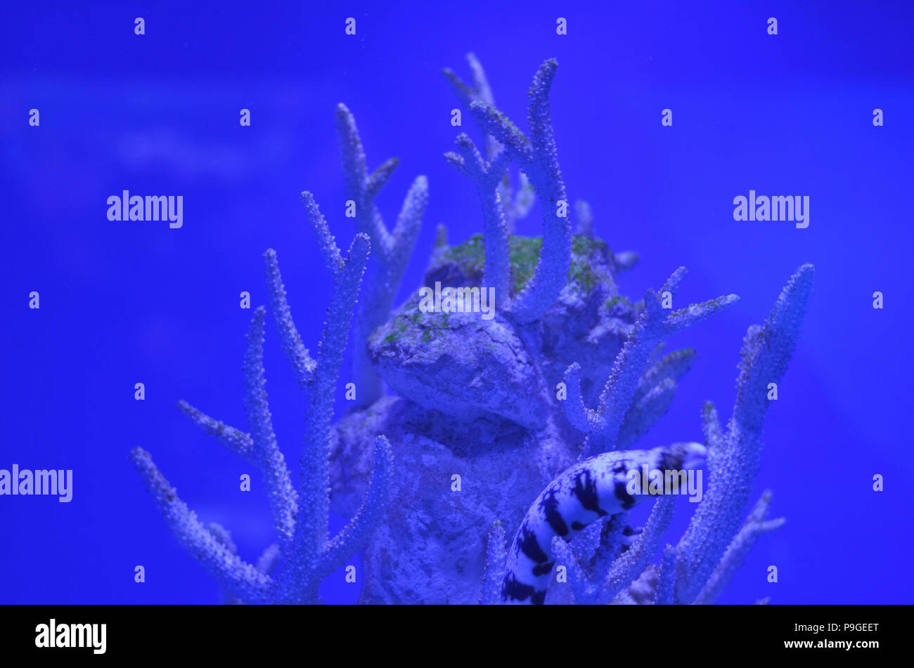 Muran tra le rocce e coralli nelle profonde acque blu Foto Stock