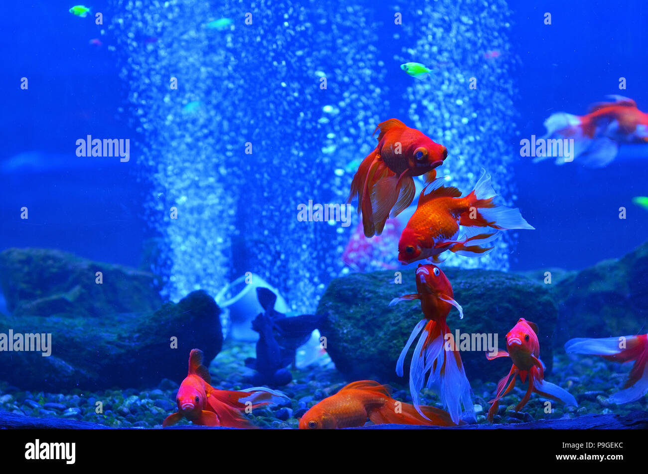 Rosso (golden) pesci in un acquario di profonda tra i sassi e le bolle in  pura acqua blu Foto stock - Alamy