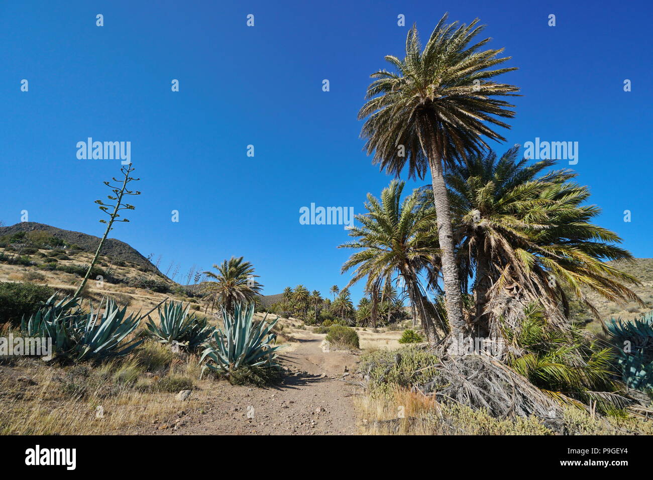 Percorso con palme e agavi vicino al villaggio La Isleta del Moro in Cabo de Gata-Níjar parco naturale, Almeria, Andalusia, Spagna Foto Stock