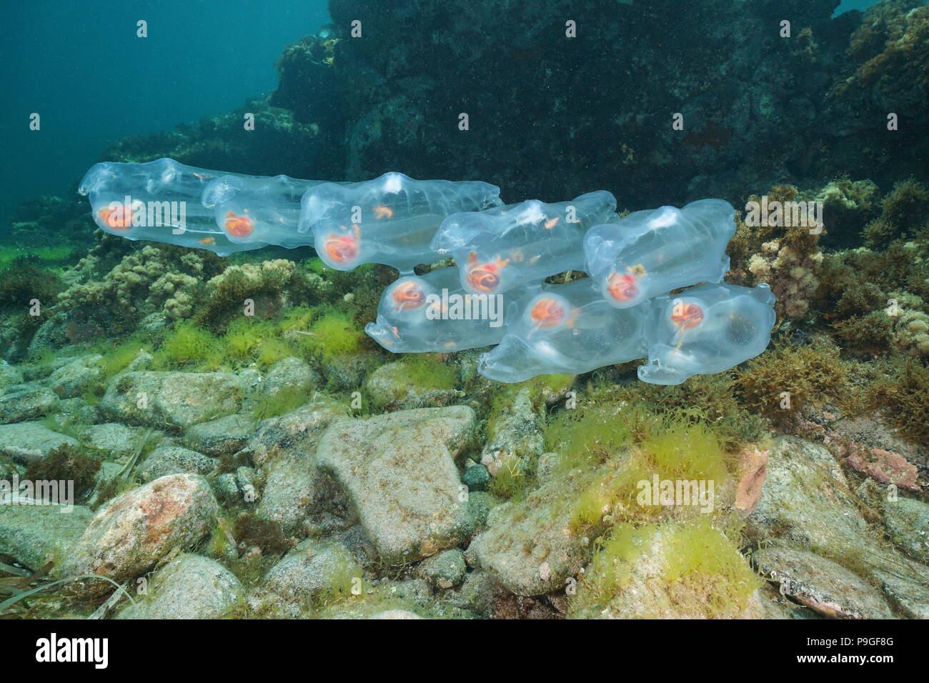 Salps planctonici tunicate sott'acqua nel mare Mediterraneo, Cabo de Gata-Níjar parco naturale, Almeria, Andalusia, Spagna Foto Stock