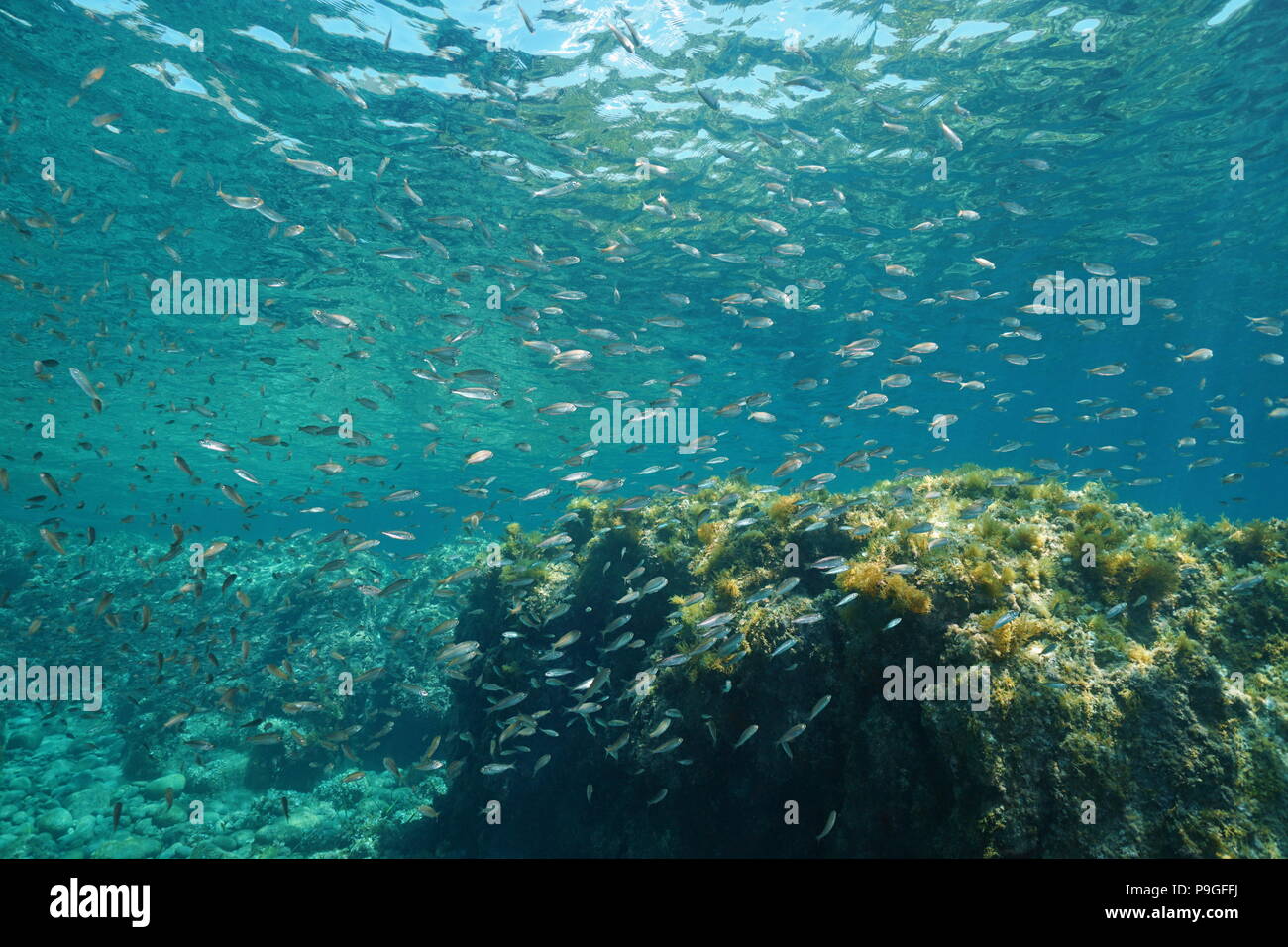 Un subacqueo in banchi di pesci (boga, Boops boops) nel mare Mediterraneo, Cabo de Gata-Níjar parco naturale, Almeria, Andalusia, Spagna Foto Stock