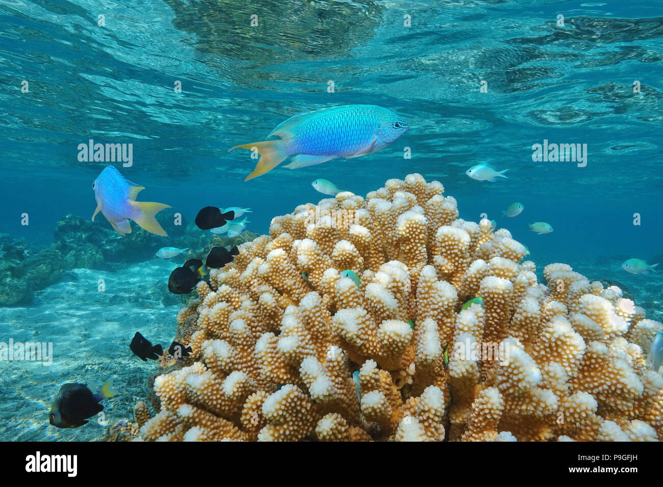 Subacquea pesci tropicali (castagnole) con spazzola corallo in acque poco profonde, oceano pacifico, Polinesia francese, Oceania Foto Stock