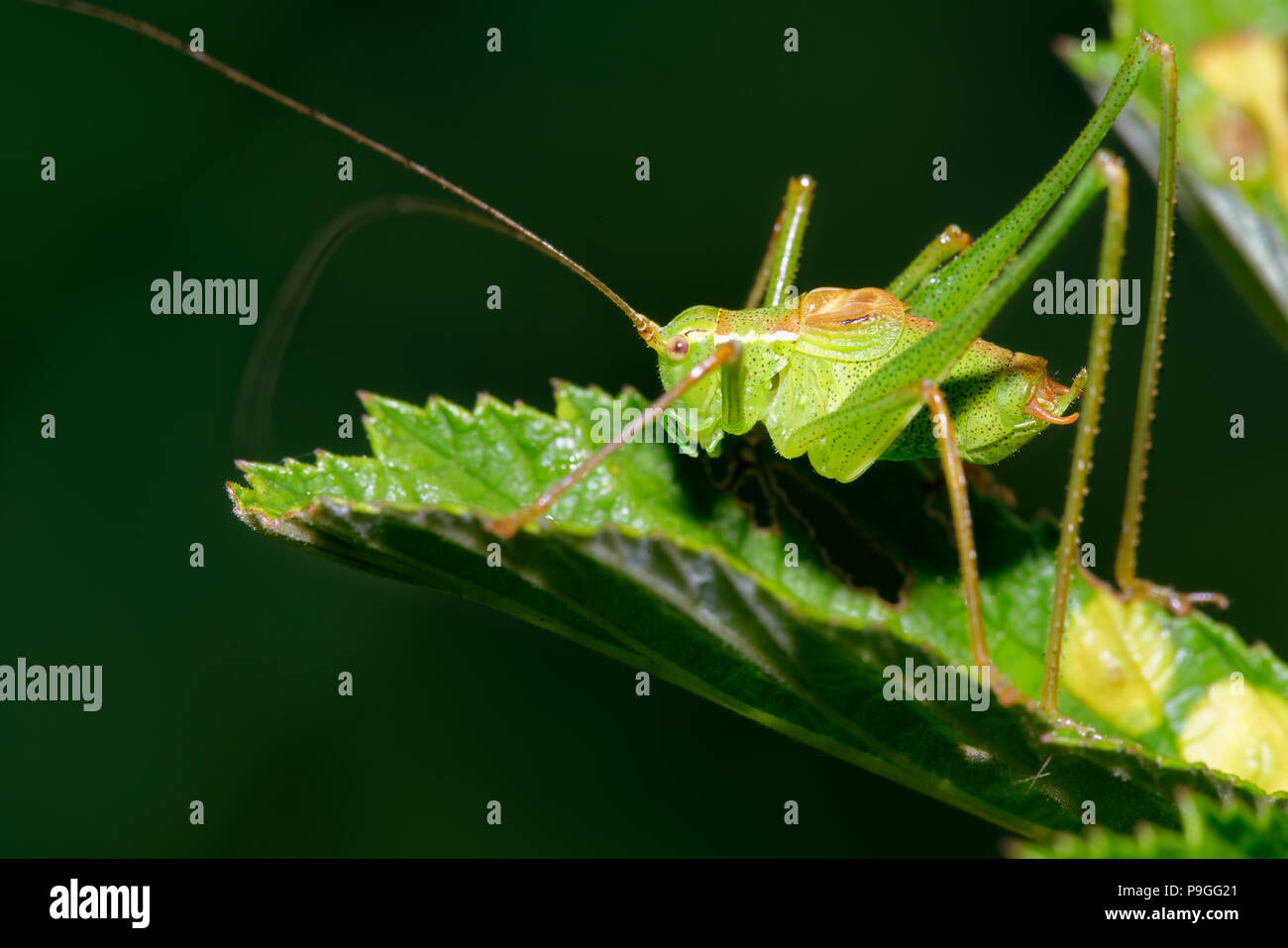 Chiazzato Bush-cricket - Leptophyes punctatissima maschio su foglie Foto Stock