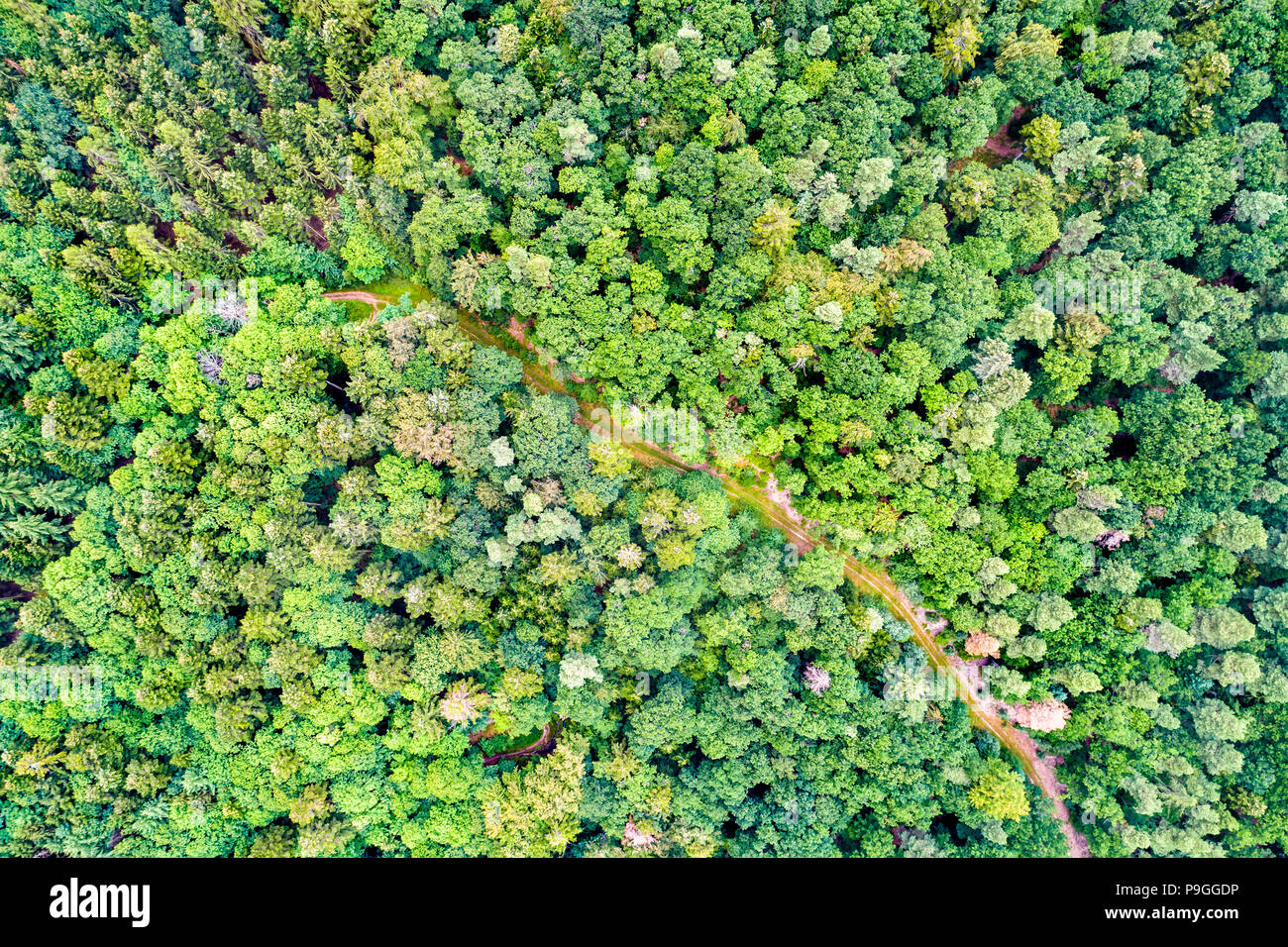 Vista aerea di alberi e una strada nelle montagne Vosges, Francia Foto Stock