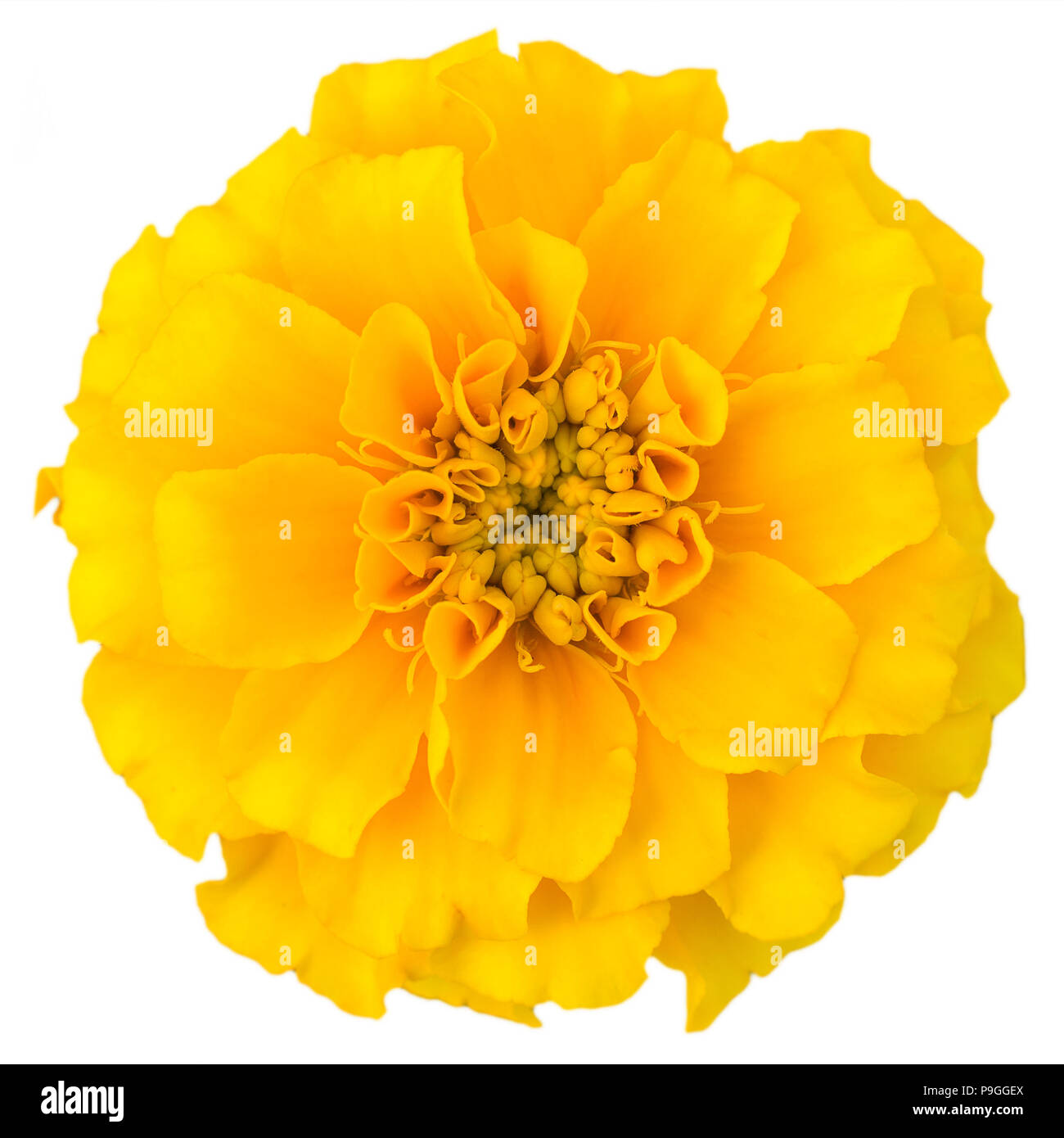 Tagetes, fiori, oggetti, isolato Foto Stock