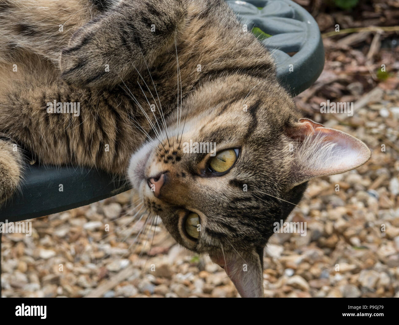 Tabby cat (Gatto bengala) giacenti con testa appeso a un metallo verde Tavolo da giardino Foto Stock