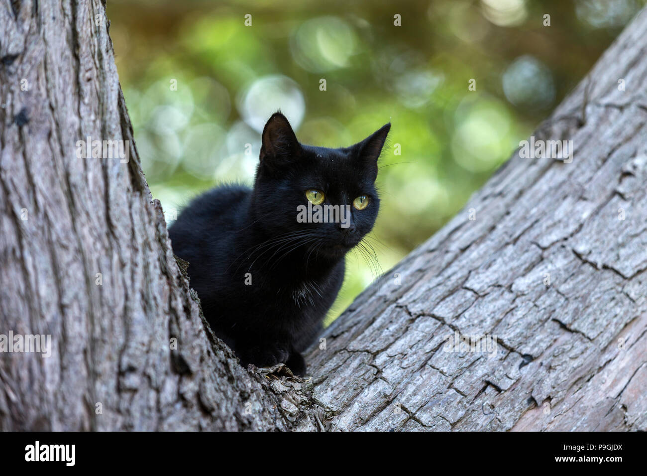 Gatto nero sale su un albero - tra i rami di un Monterey Cipro tree Foto Stock