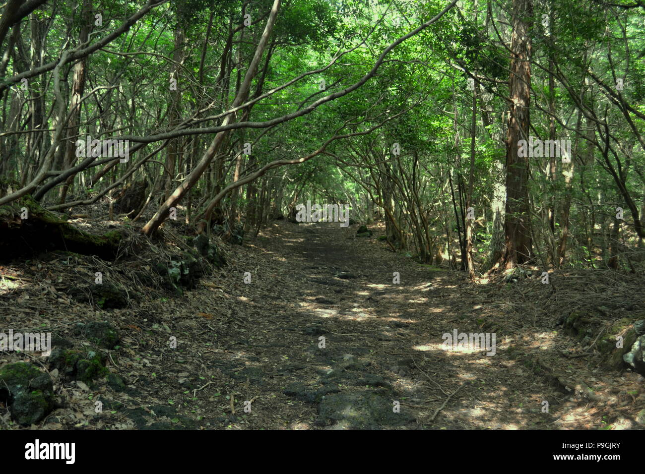 La presenza di macchie di alberi nella foresta di Aokigahara Foto Stock