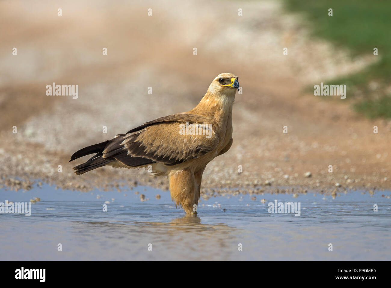 Bruno eagle (Aquila rapax) in acqua, Kgalagadi parco transfrontaliero, Sud Africa Foto Stock