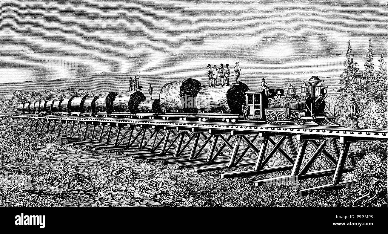 Treno a vapore che trasportano tronchi di alberi giganti in California, incisione del 1886. Foto Stock