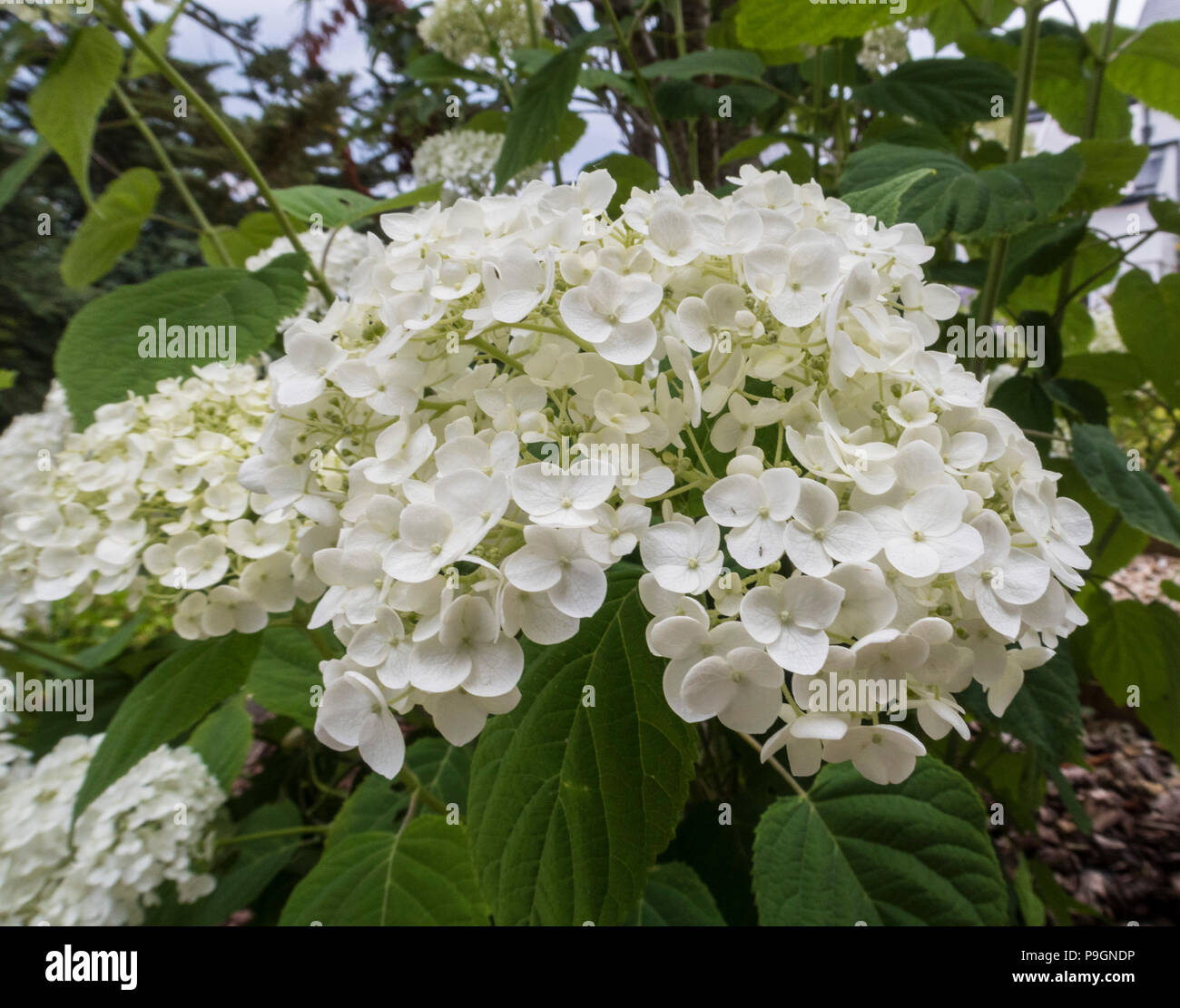 Forte delle ortensie Annabelle, grandi fiori bianchi Foto Stock