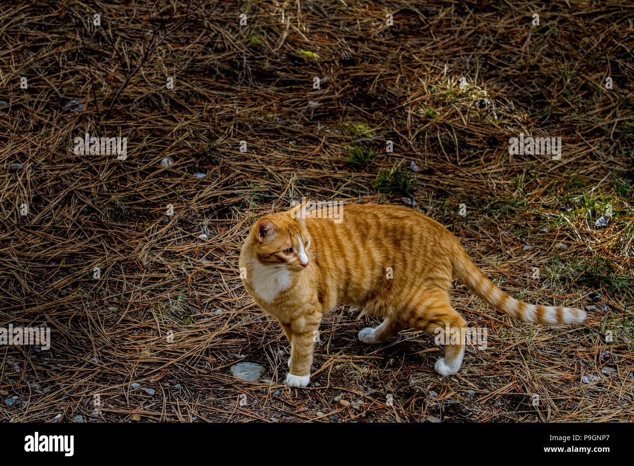 Piuttosto Tabby kitten, passeggiate intorno all'esterno. Foto Stock