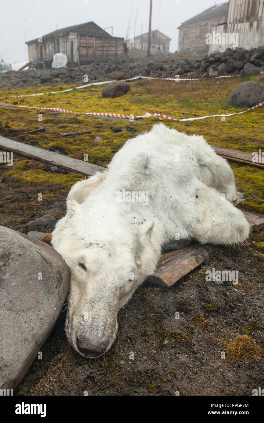 Affamata di orso polare russa a Stazione di ricerca, Franz Josef Land Foto Stock