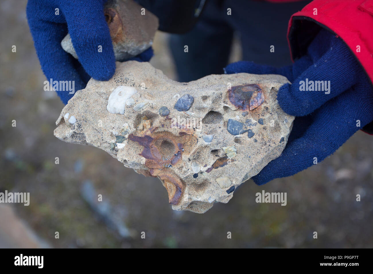 Persona in possesso di fossilizzato rock, Champ Isola, Franz Josef Land Foto Stock