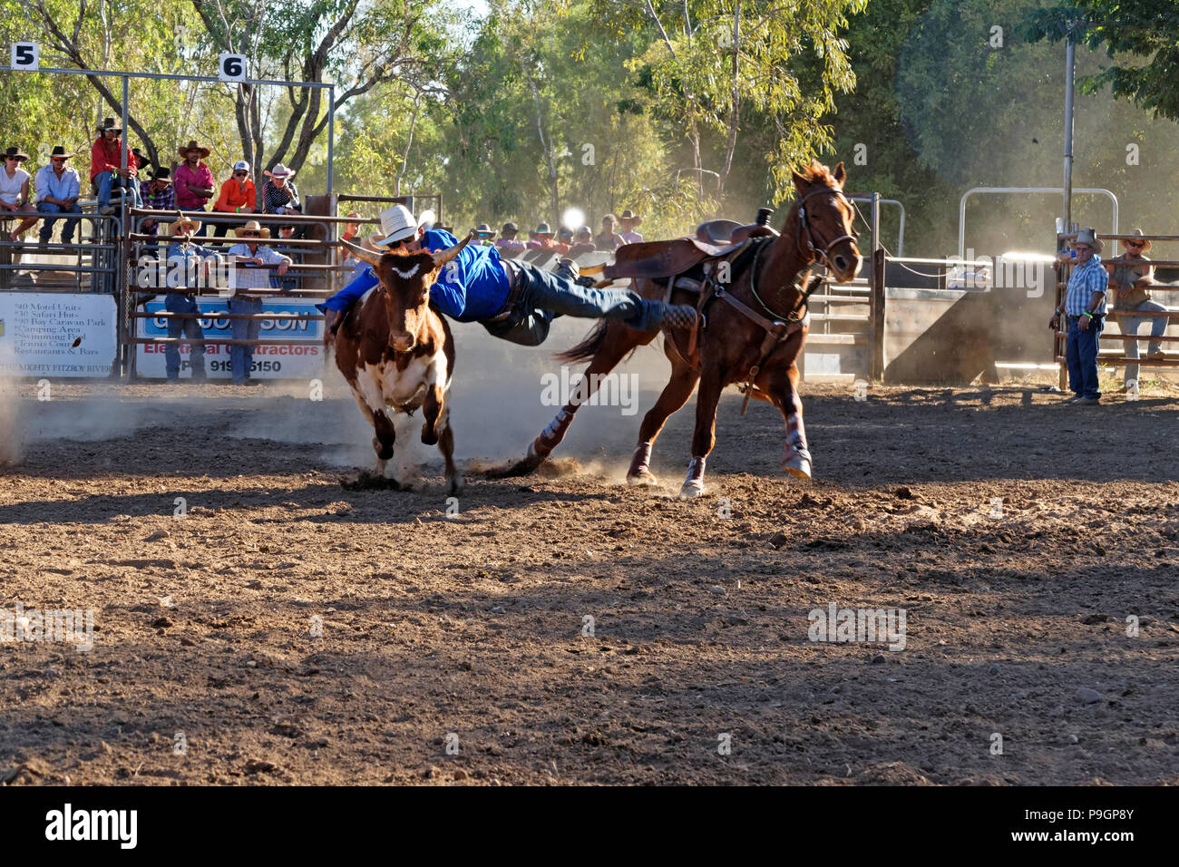 Cowboy saltando da cavallo per portare a terra uno sterzo al rodeo di Fitzroy Crossing, Fitzroy Crossing, Kimberley, Australia nordoccidentale Foto Stock