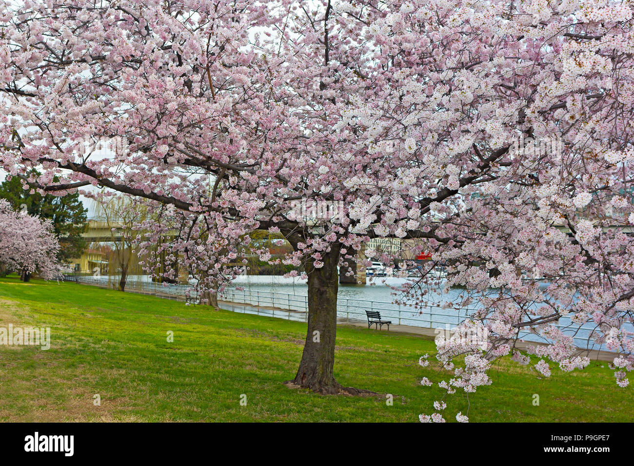 Fioritura di ciliegio lungo il fiume Potomac in Oriente Potomac Park. Banco sotto l'albero di fronte al fiume a Washington DC, Stati Uniti d'America. Foto Stock