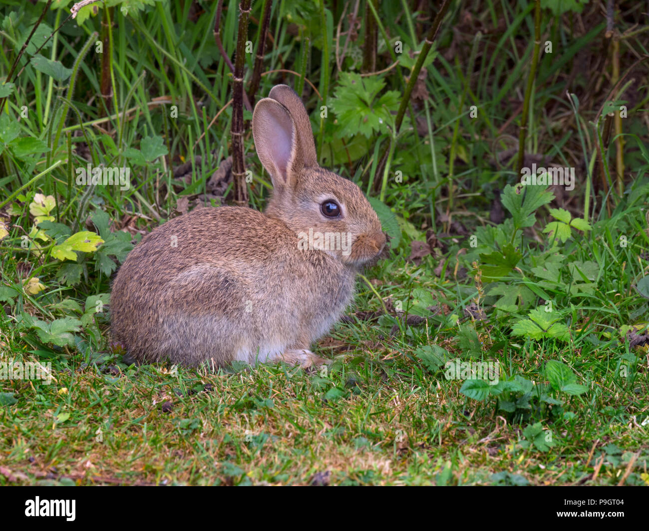Coniglio oryctolagus cuniculus giovani Foto Stock