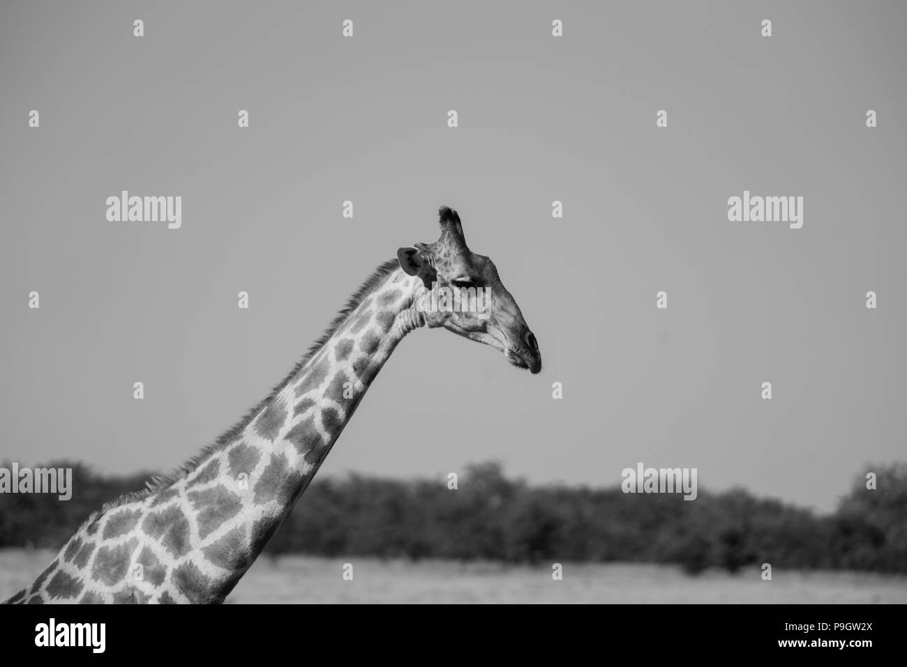 La giraffa ritratto lungo collo sopra gli alberi immagine monocromatica Foto Stock