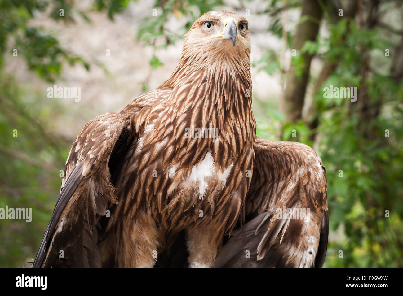 Aquila reale Aquila chrysaetos, close-up. Si tratta di uno dei più noti rapaci Foto Stock