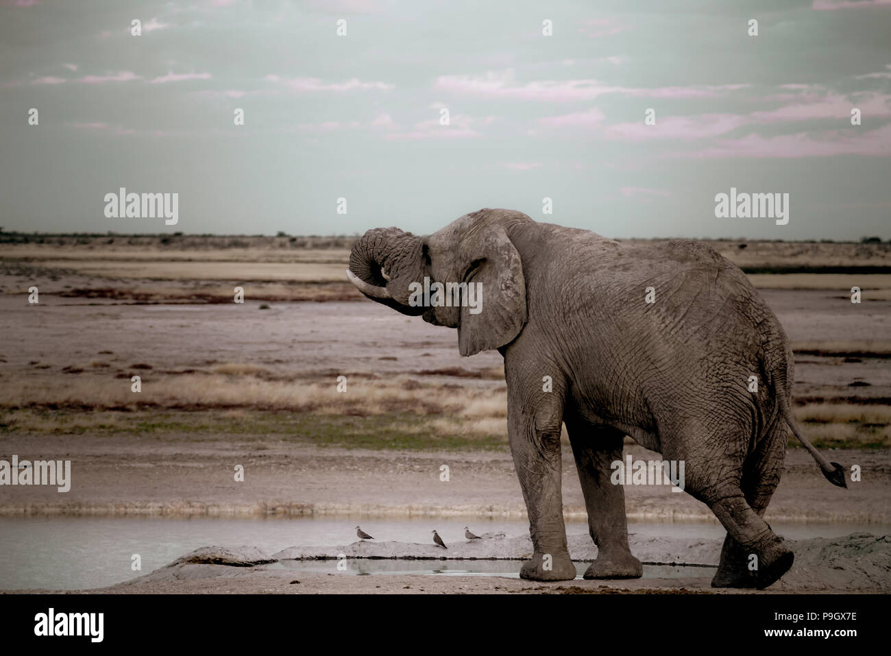 In stile vintage sbiadito e granulosa immagine di un elefante nel paesaggio Affrican Foto Stock