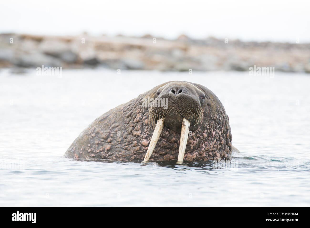 Tricheco (Odobenus rosmarus) in Svalbard Foto Stock