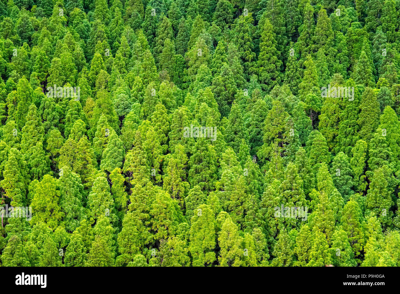 Le foreste sulle pendici del Pico da Vara, Sao Miguel,Azzorre Foto Stock