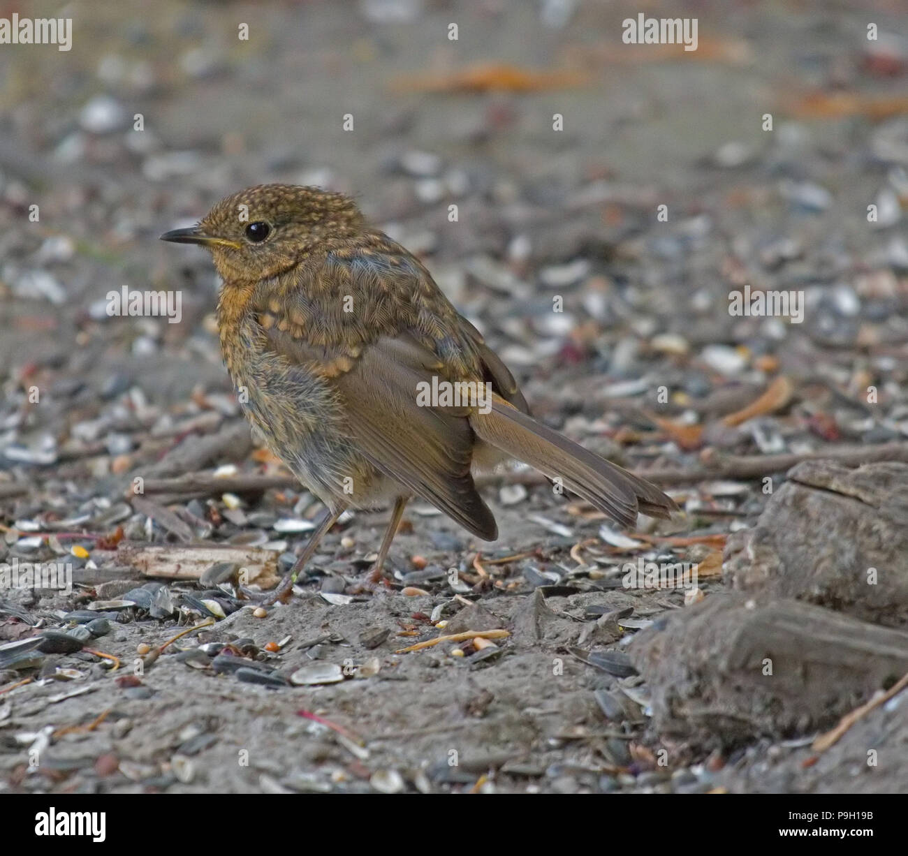 Robin, Erithacus rubecula, Foto Stock