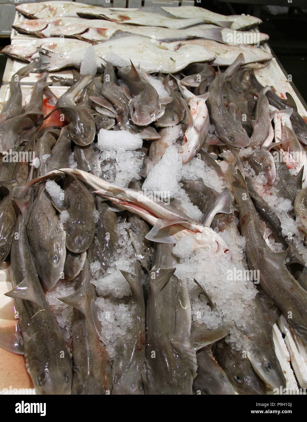 Pesce. Mercato del pesce. Alimenti per pesci. Pesce per la vendita nel mercato del Pesce di Billingsgate, Londra, Regno Unito. Credito foto Russell Moore. Foto Stock