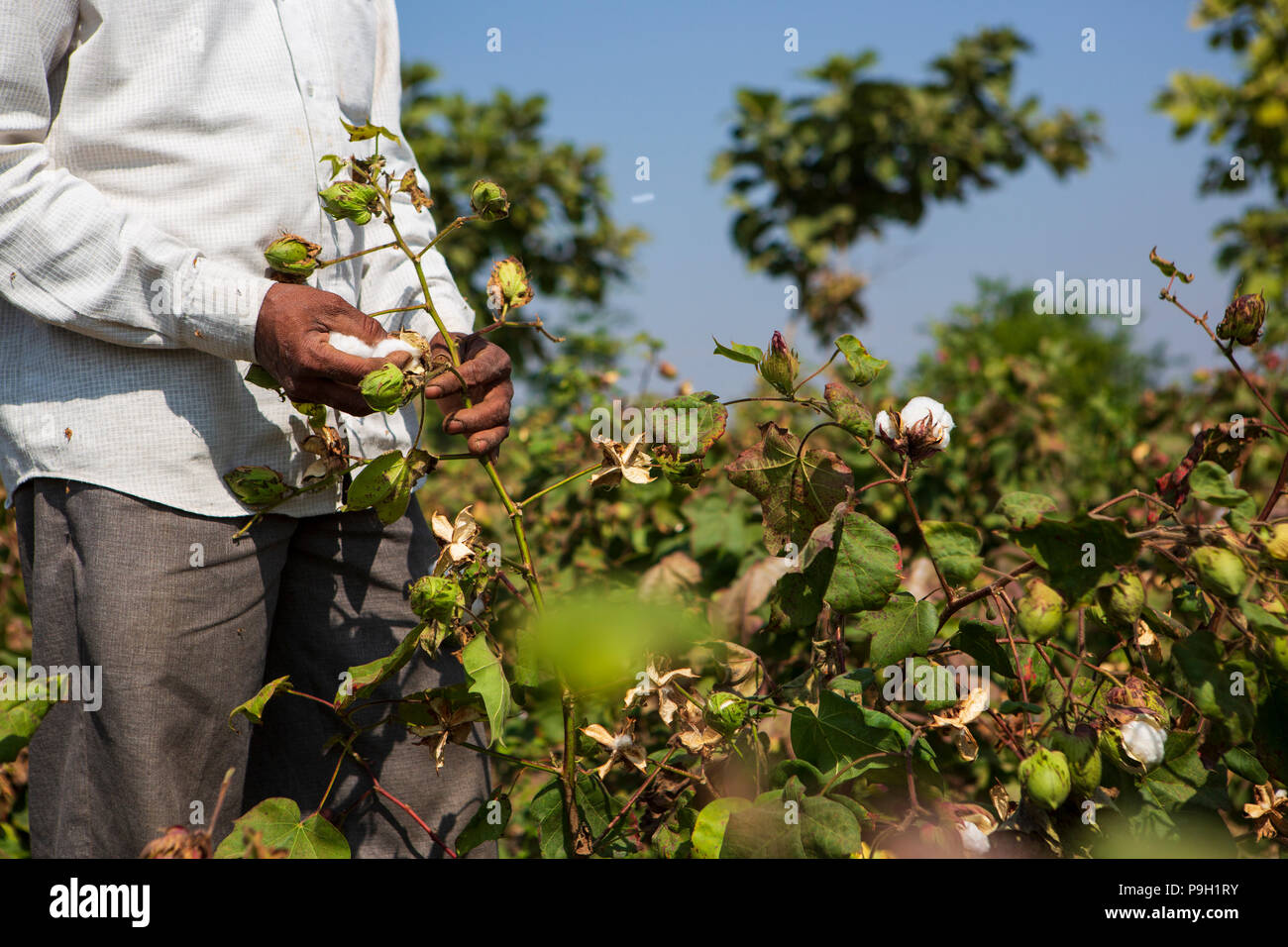 Una chiusura di un maschio di agricoltori le mani la raccolta di cotone organico su una farm di cotone in Ahmedabad, India. Foto Stock