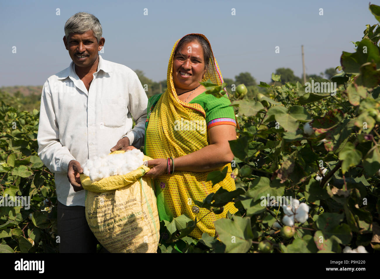 Un ritratto del marito e della moglie i coltivatori di cotone raccolto del cotone sul loro fattoria in Ahmedabad, India. Foto Stock