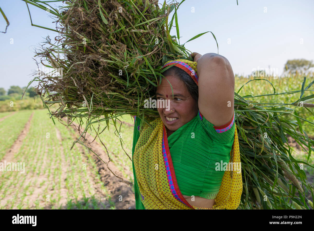 Un agricoltore la mietitura dei raccolti sul loro fattoria in Ahmedabad, India. Foto Stock